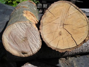 Green vs Seasoned Firewood - Cookstove Community